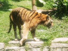 -深圳野生动物园