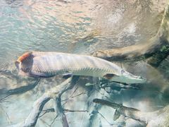 -上海海洋水族馆