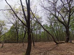 -帽儿山国家森林公园