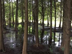 -溱湖国家湿地公园