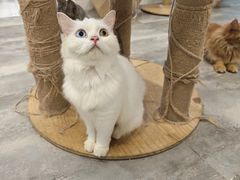 -楼上猫咖(罗湖店)