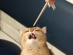 -平行世界·猫咖(首经贸店)