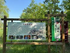 -滕州微山湖红荷湿地景区