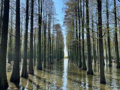 -渌洋湖湿地公园