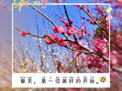 -香雪海
