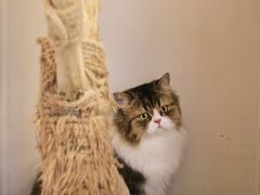 -More Fun猫咖 二十只万元加菲主题