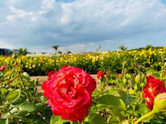 -廊坊文化艺术中心