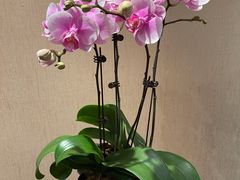 -双季花艺园艺市场(浦东店)