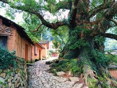-杨家堂村