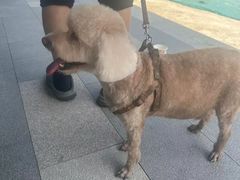 -中农国际动物医院24小时·猫科·骨科·急重症中心