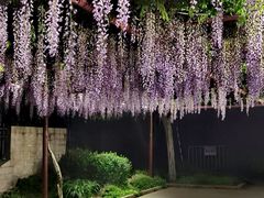 -嘉定紫藤园