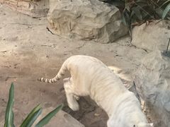 -麒麟中餐厅·经典粤菜·地道菜式老字号(广州长隆酒店)