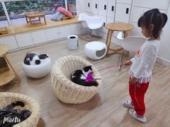 -李小姐の猫咖啡馆(五角场店)