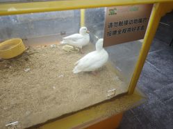 -神奇动物撸宠馆·羊驼·小浣熊·异宠(豫园店)