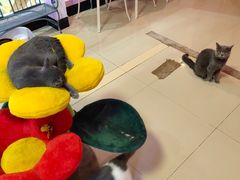 -70cat德文卷毛猫·缅因猫纯种猫舍