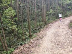 -青龙山国家森林公园