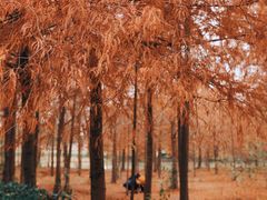 -上海海湾国家森林公园