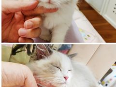 -屋虎猫馆(宝安大仟里店)