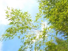 -罗田薄刀峰风景区