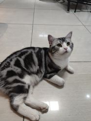 -长沙纹身·龙堂刺青·三土师傅的店