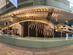 -墨尔本博物馆(Melbourne Museum)
