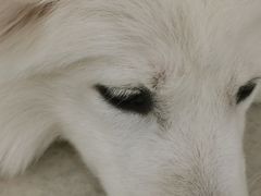 -共舞时光猫咖·狗咖(新街口店)