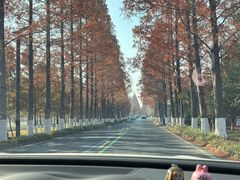 -黄海国家森林公园