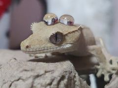 -酷以爬仙阁实体爬宠店·守宫·蜥蜴·专业繁育