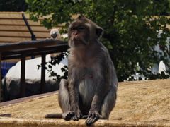 -西霞口神雕山野生动物世界