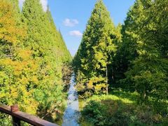 -黄海国家森林公园