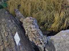 -青藏高原野生动物园