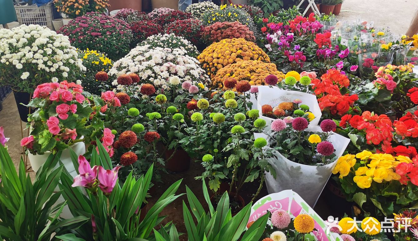 谷里花卉市场太好逛啦!