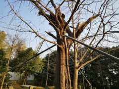 -上海佘山国家森林公园天马山园