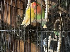 -西西里轰趴日租聚会别墅·团建拓展