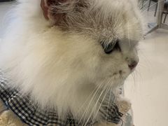 -共舞时光猫咖·狗咖(新街口店)