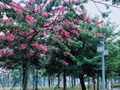 -顺峰山公园