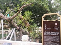 -江心屿景区