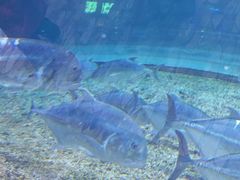 -华夏文旅西安度假区