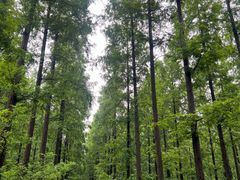 -黄海国家森林公园