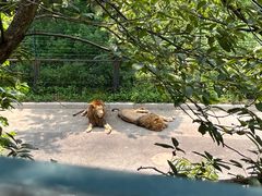 -大连森林动物园
