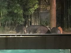 -清迈夜间动物园