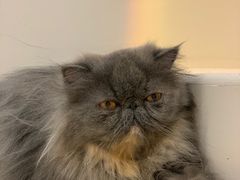 -More Fun猫咖 二十只万元加菲主题