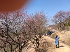 -新建村梅花