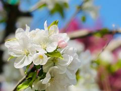 -海棠花溪(元大都城垣遗址公园)
