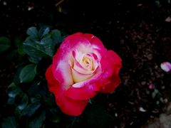 -人民公园(罗湖区)