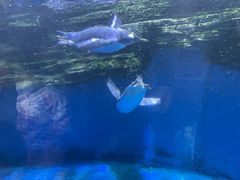 -华夏文旅海洋公园