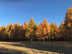 -塞罕坝国家级自然保护区