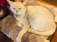 -李小姐の猫咖啡馆(五角场店)