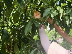 -老袁家蜜桃农场·阳山水蜜桃