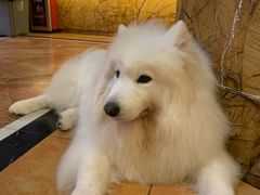 -more than meow吴止猫主题餐厅(承德 中船汇店)